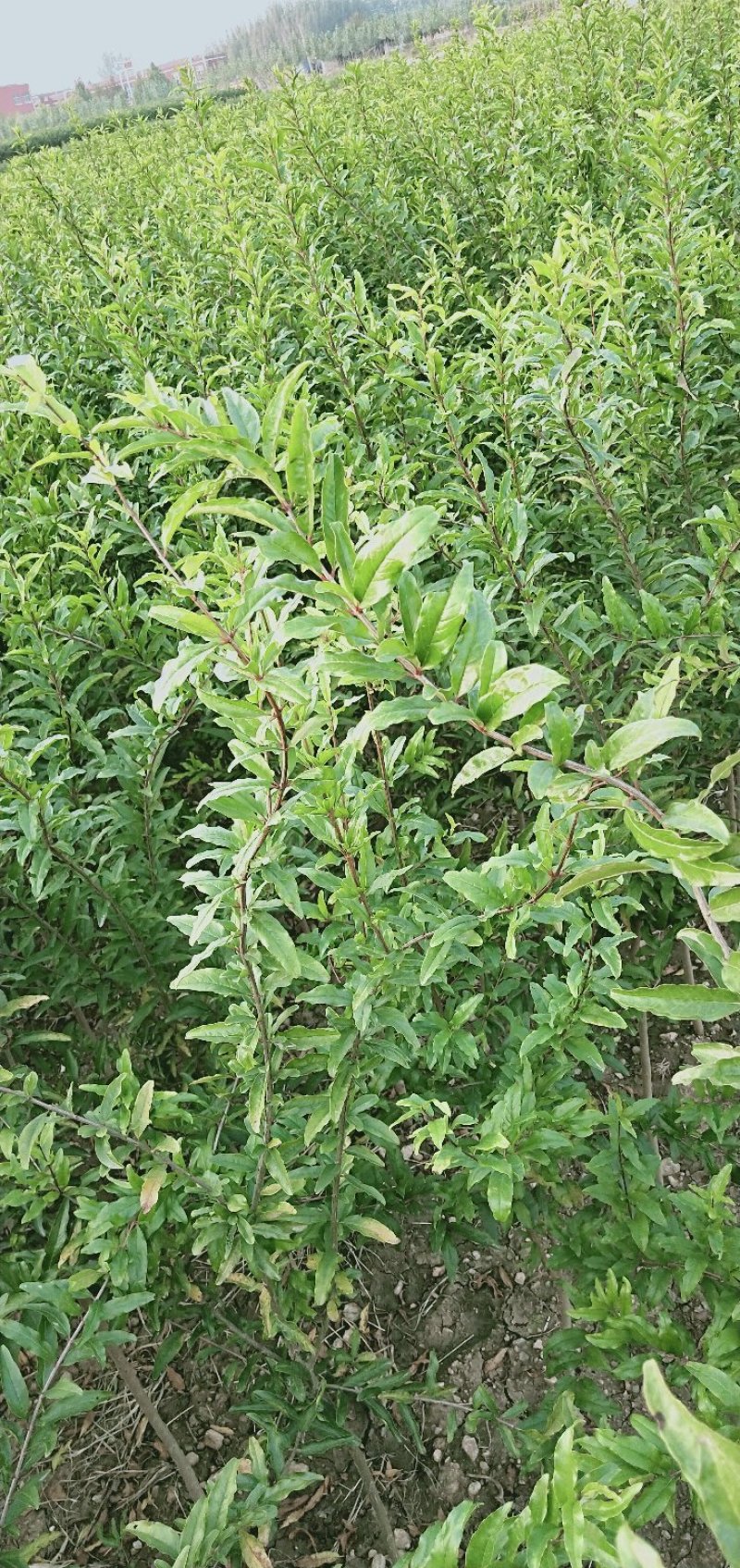 蒙阳红大石榴苗蒙阳红软子石榴苗包成活包品种