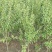 蒙阳红大石榴苗蒙阳红软子石榴苗包成活包品种