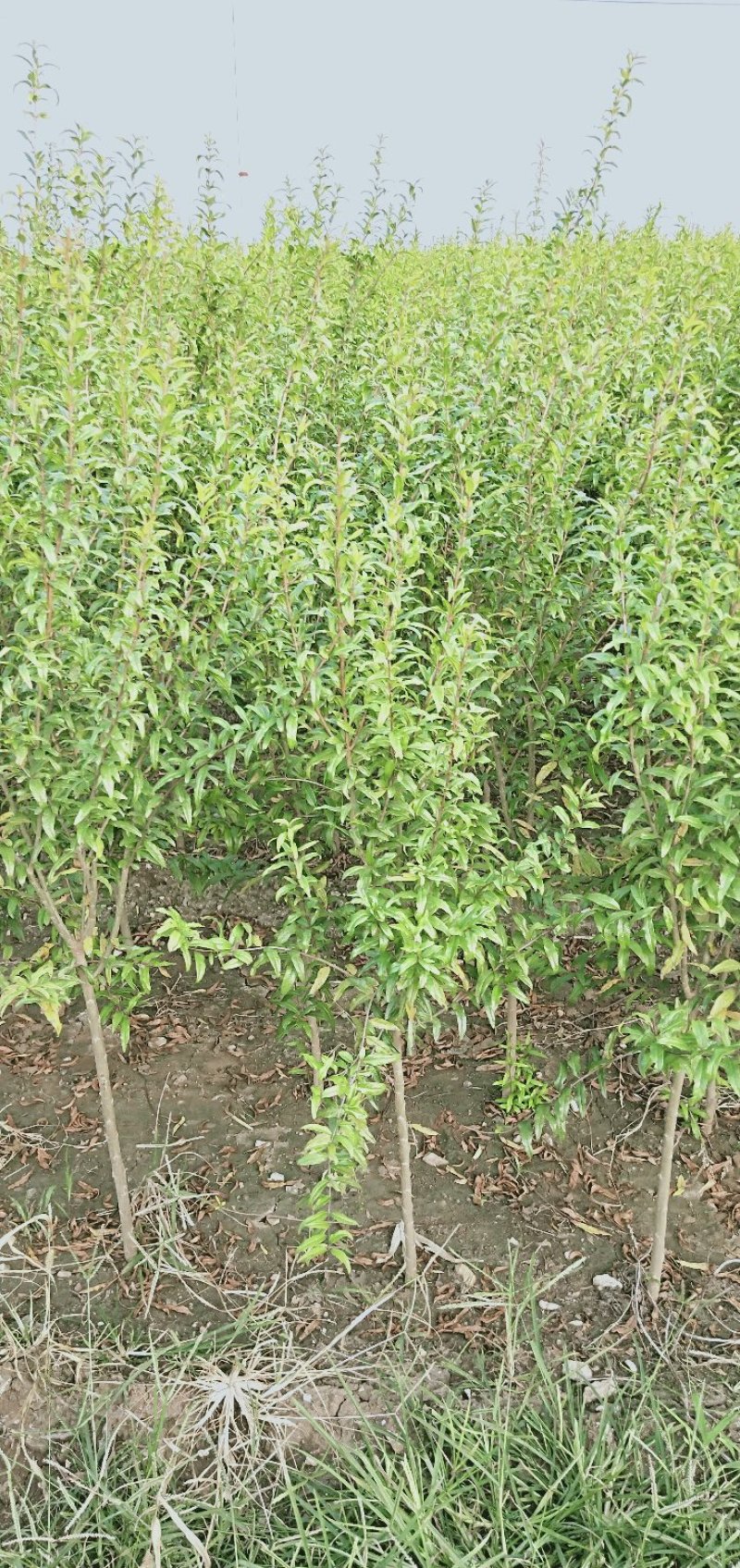 蒙阳红大石榴苗蒙阳红软子石榴苗包成活包品种