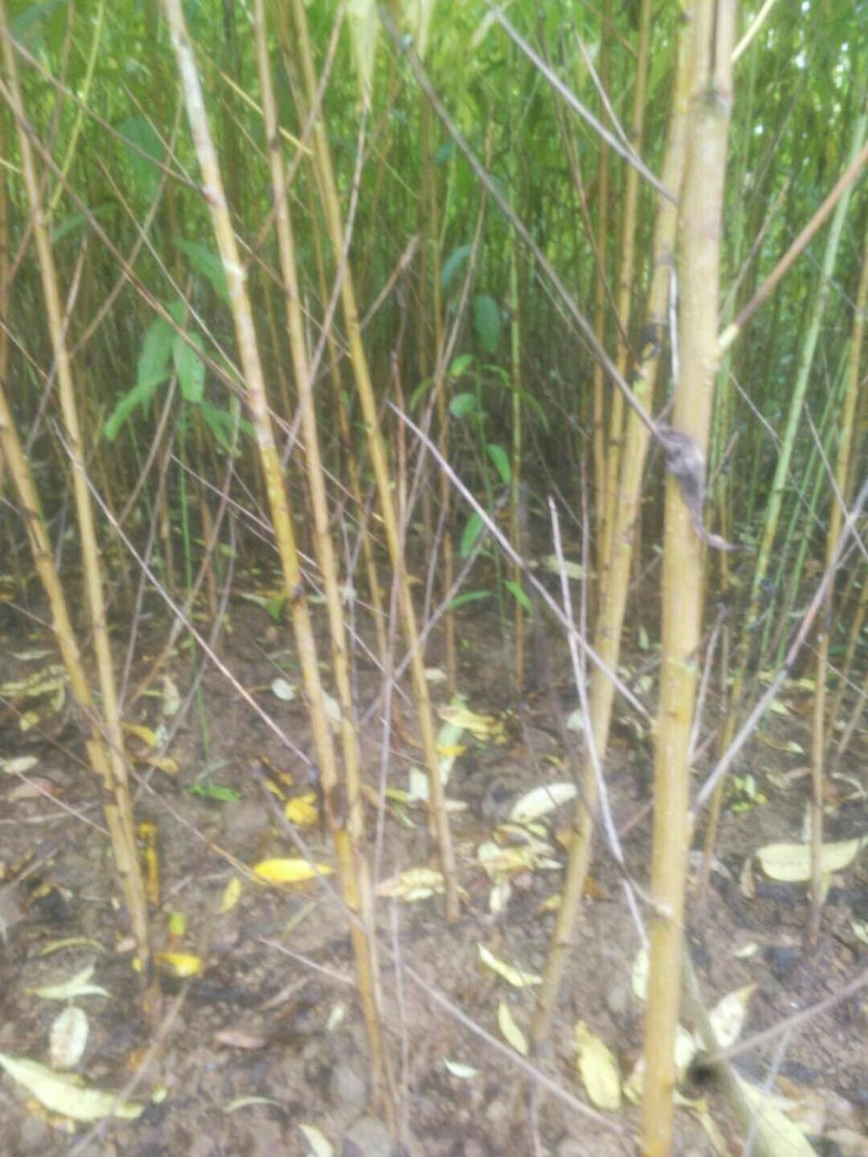 桃树苗毛桃树苗实生毛桃苗基地直供量大从优