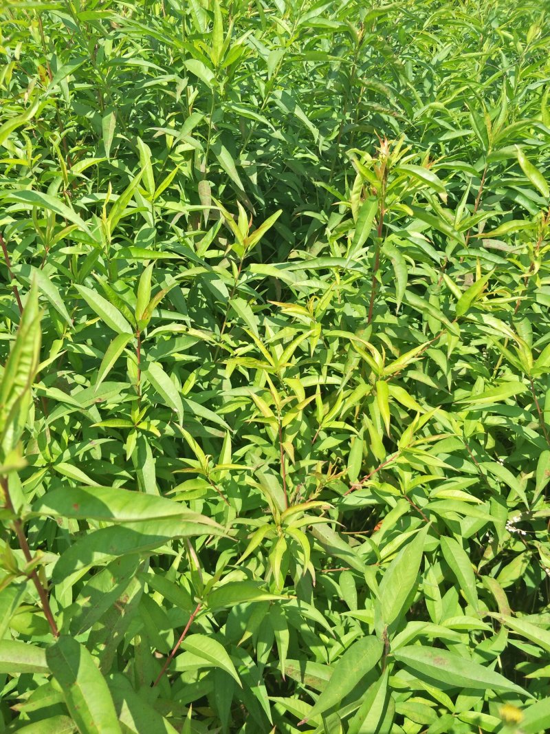 桃树苗毛桃树苗实生毛桃苗基地直供量大从优