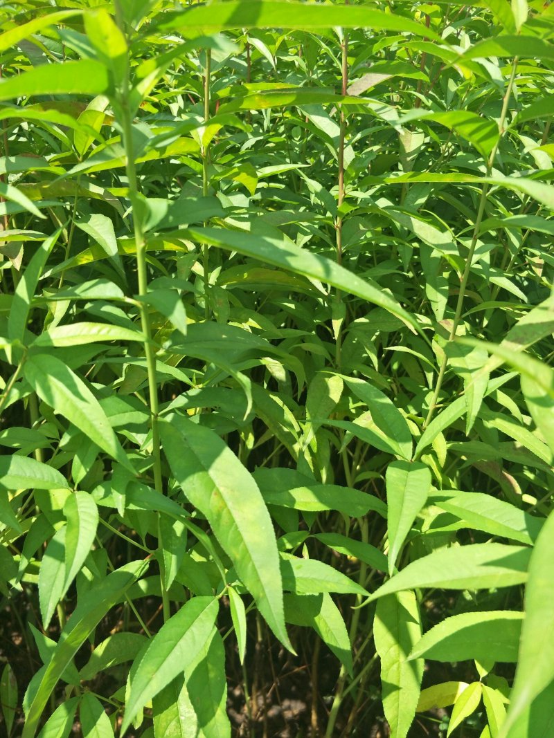 桃树苗毛桃树苗实生毛桃苗基地直供量大从优