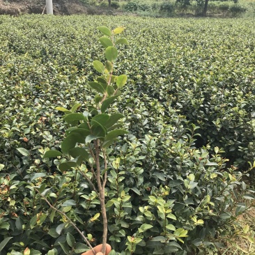 茶梅苗自产自销1000包邮
