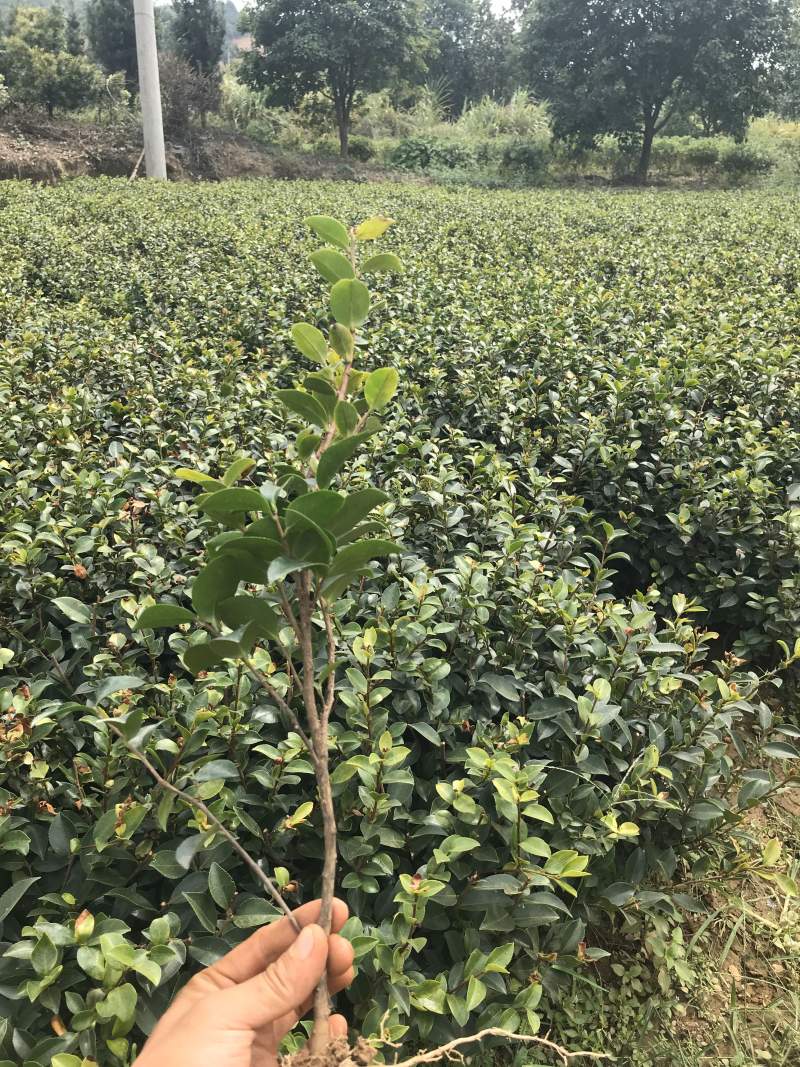 茶梅苗自产自销1000包邮