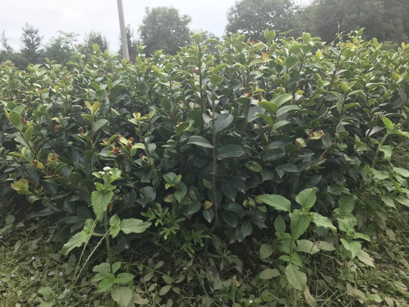 茶梅苗自产自销1000包邮