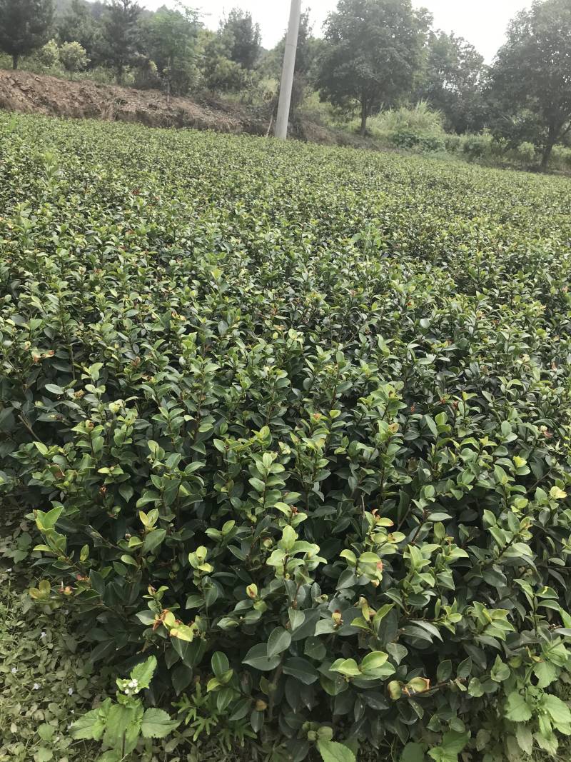 茶梅苗自产自销1000包邮