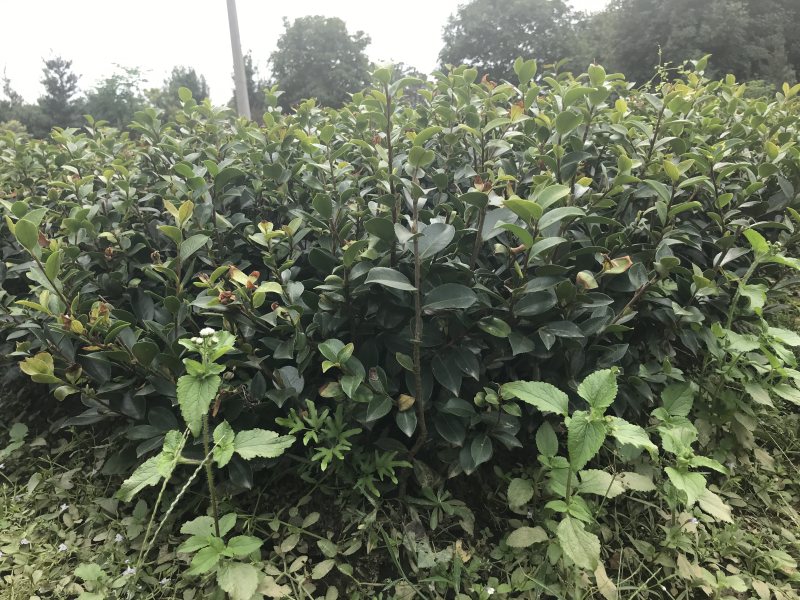 茶梅苗自产自销1000包邮