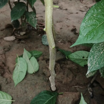 杜仲苗1年苗，药用杜仲苗，基地批发价，价格优惠，城信经营