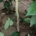 杜仲苗1年苗，药用杜仲苗，基地批发价，价格优惠，城信经营