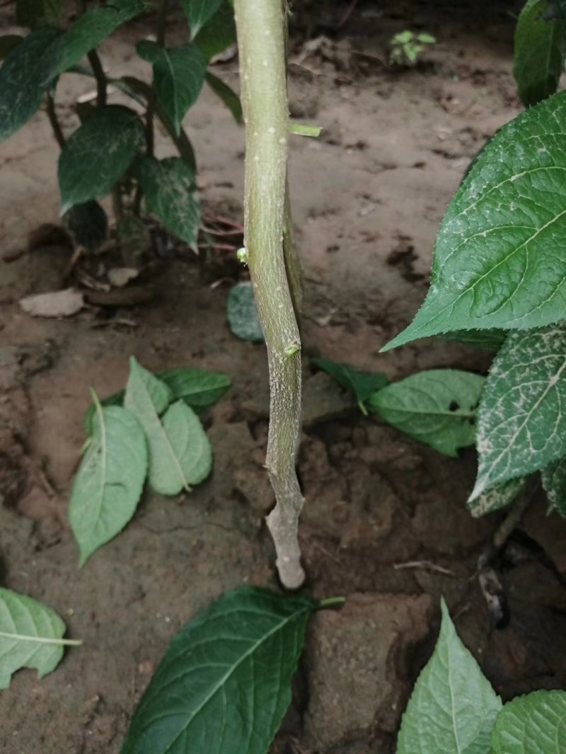 杜仲苗1年苗，药用杜仲苗，基地批发价，价格优惠，城信经营