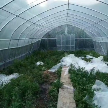 进口大棚膜PO蔬菜无滴保温透明塑料薄膜布防晒加厚养殖隔热
