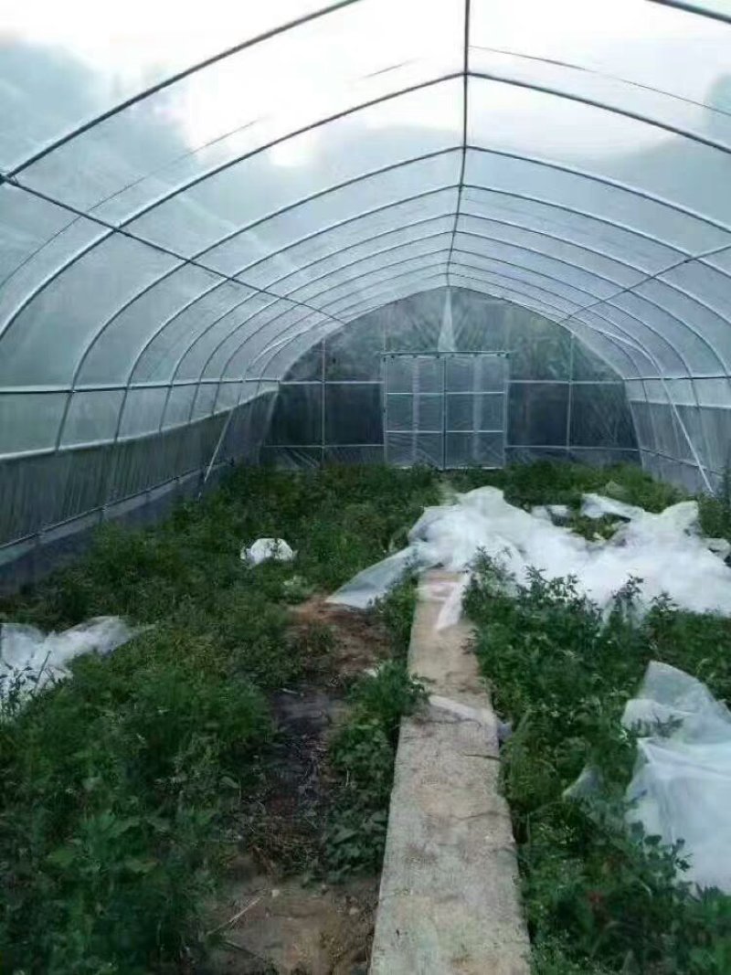 进口大棚膜PO蔬菜无滴保温透明塑料薄膜布防晒加厚养殖隔热