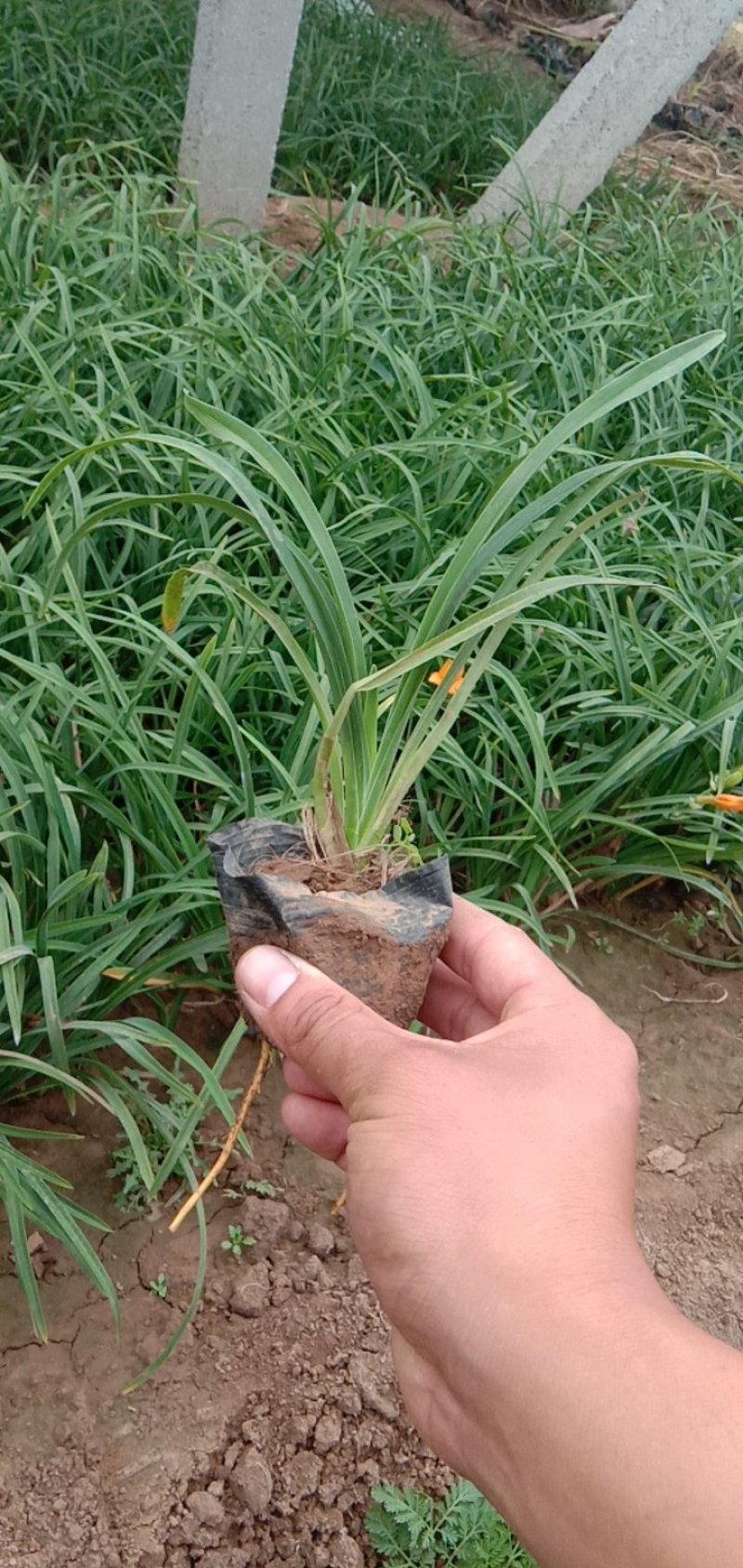 金娃娃萱草（自家地里货源）量大优惠欢迎实地看货