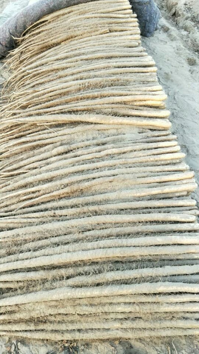 白玉山药大量上市，欢迎客商前来选购