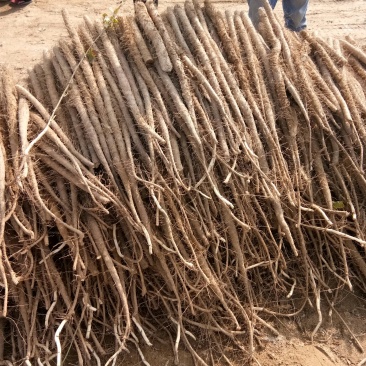 白玉山药大量上市，欢迎客商前来选购