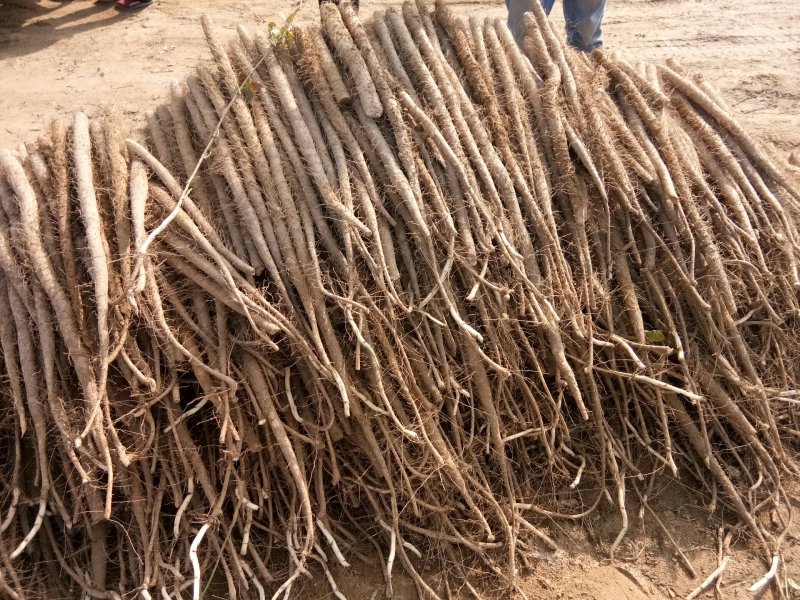 白玉山药大量上市，欢迎客商前来选购