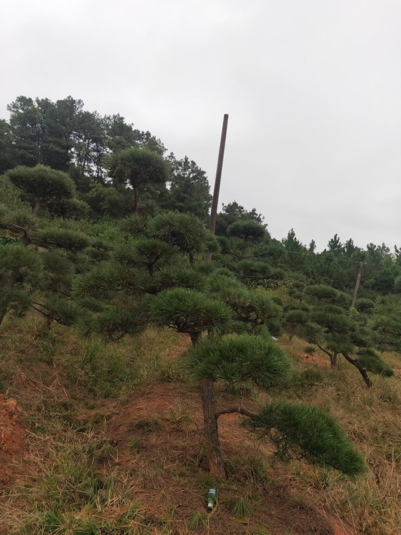 庭院精选，造型黑松精品黑松天诚苗圃