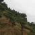 庭院精选,造型黑松精品黑松天诚苗圃