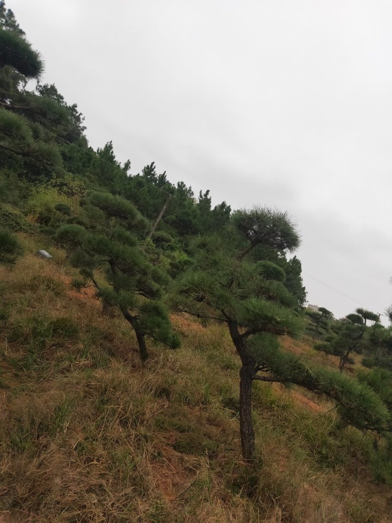 庭院精选，造型黑松精品黑松天诚苗圃