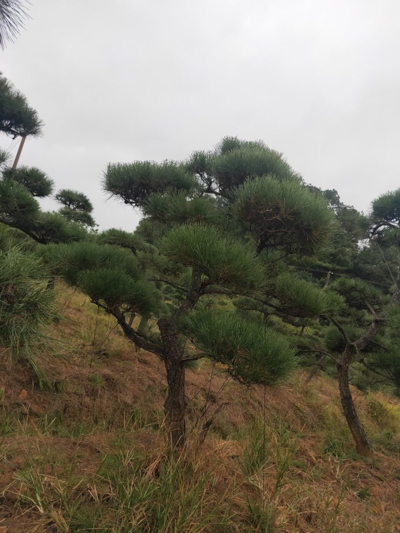 庭院精选，造型黑松精品黑松天诚苗圃