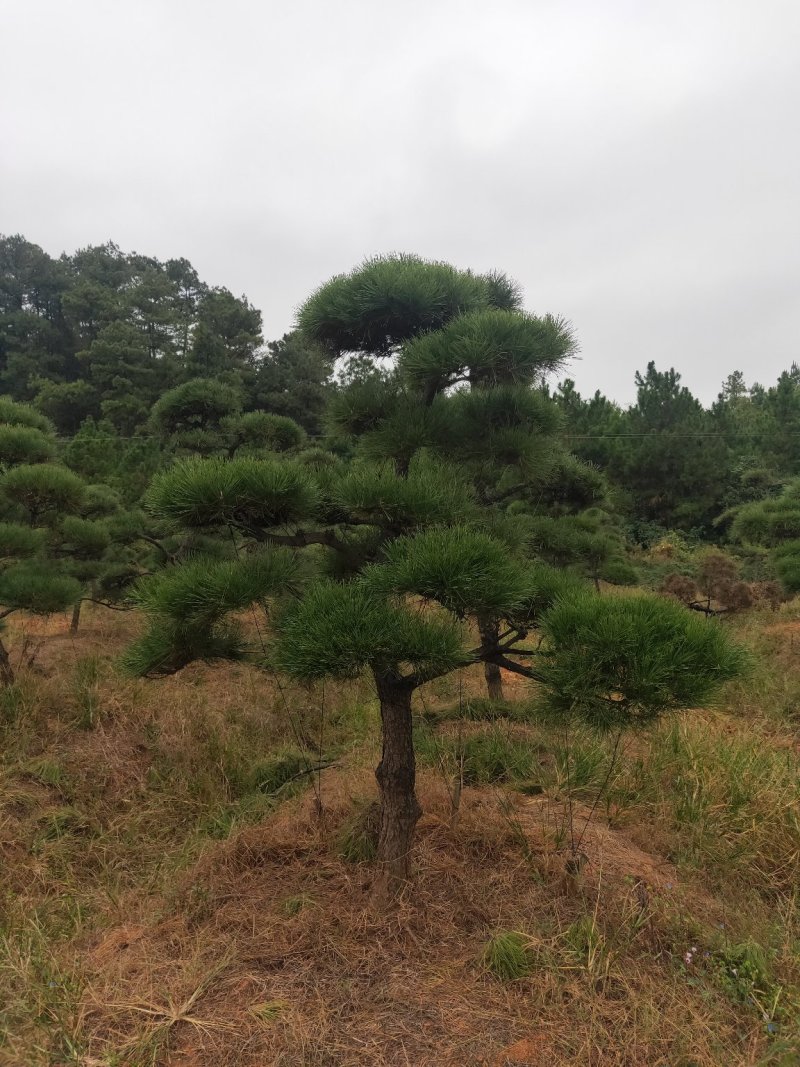 庭院精选，造型黑松精品黑松天诚苗圃