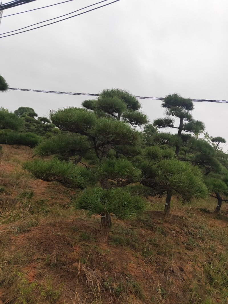 庭院精选，造型黑松精品黑松天诚苗圃