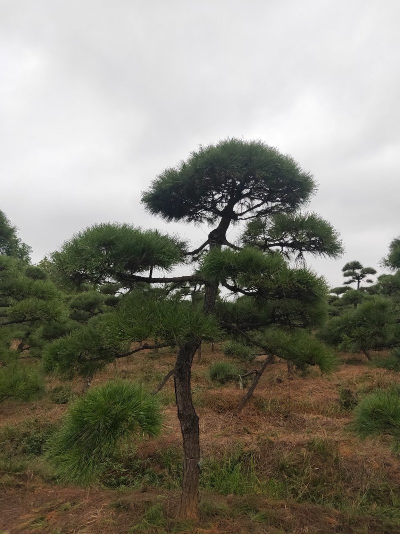 庭院精选，造型黑松精品黑松天诚苗圃
