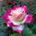 红双喜月季花苗多季开花植物浓香大花玫瑰花卉丰花月季盆栽