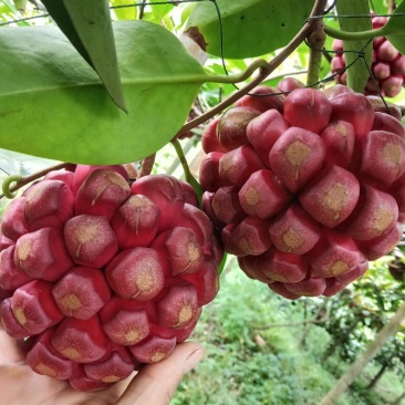 布福娜果预订了，汁多果甜。