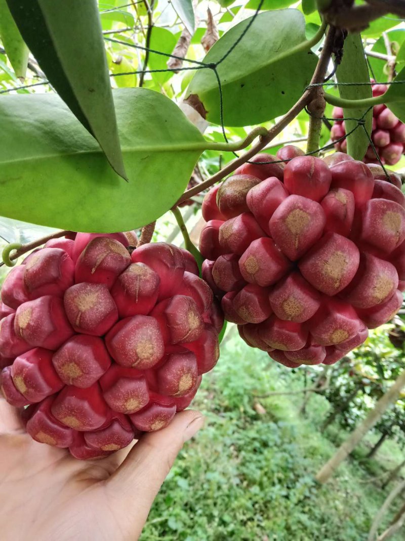 布福娜果预订了，汁多果甜。