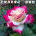 红双喜月季花苗多季开花植物浓香大花玫瑰花卉丰花月季盆栽