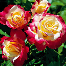 红双喜月季花苗多季开花植物浓香大花玫瑰花卉丰花月季盆栽