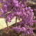 紫色丁香花苗丁香花树苗白色丁香花树苗丁香花
