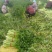 美国西芹上市了