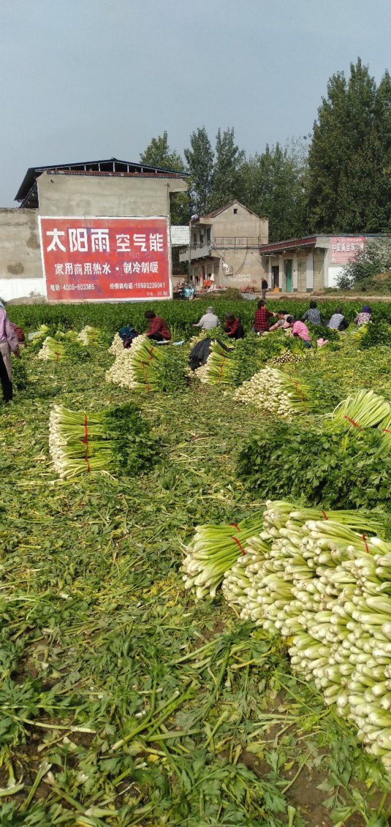 美国西芹上市了