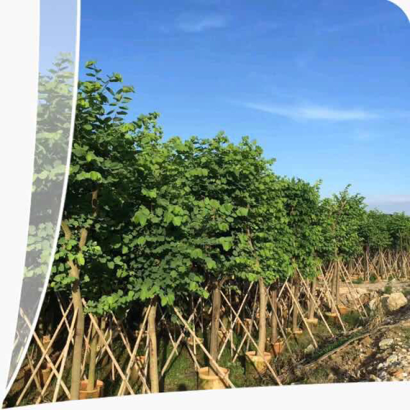 基地直供：品质保证。包技术。