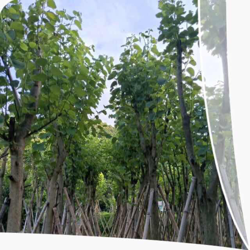 基地直供：品质保证。包技术。