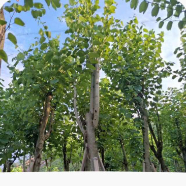 基地直供：品质保证。包技术。