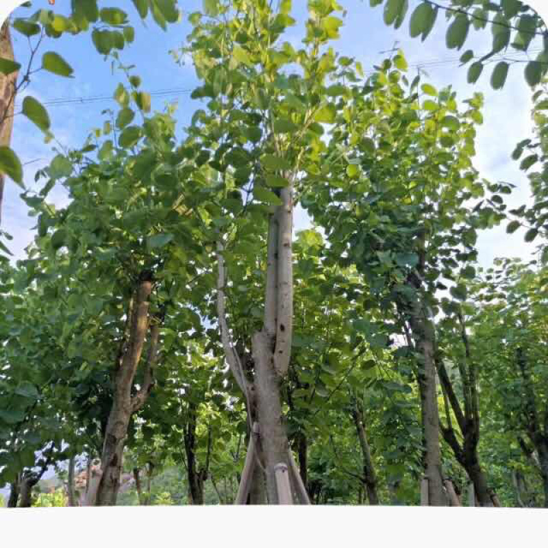 基地直供：品质保证。包技术。