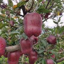拉长花牛苹果蛇果苹果80以上滨州市惠民县保证质量规格齐全