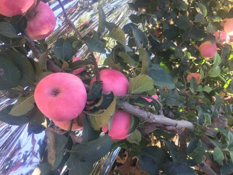 辽宁绥中县精品寒富苹果富士大量上市中红果颜色好价格稳
