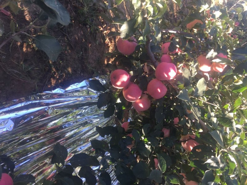 辽宁绥中县精品寒富苹果富士大量上市中红果颜色好价格稳