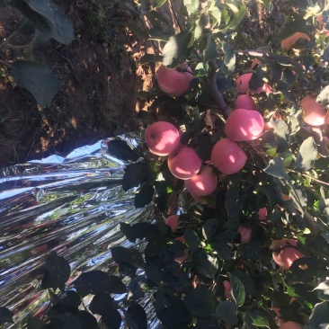 辽宁绥中县精品寒富苹果富士大量上市中红果颜色好价格稳