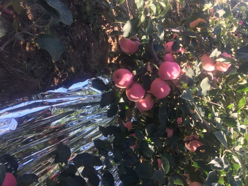 辽宁绥中县精品寒富苹果富士大量上市中红果颜色好价格稳