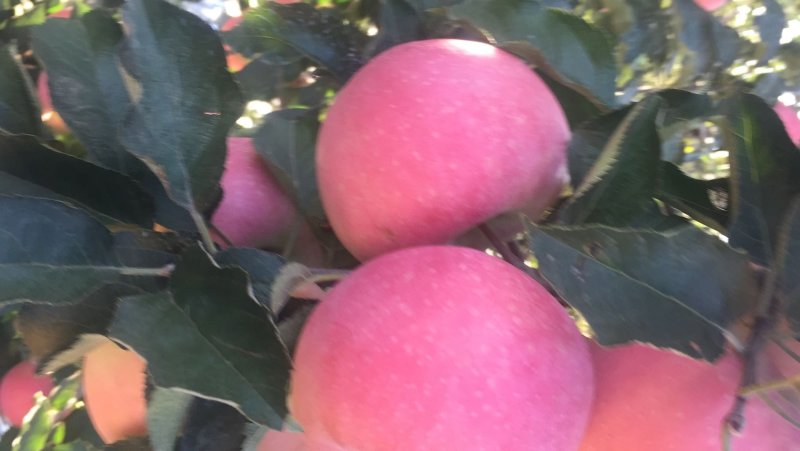 辽宁绥中县精品寒富苹果富士大量上市中红果颜色好价格稳
