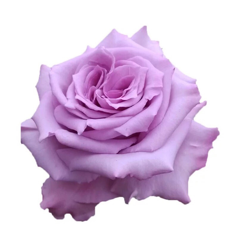 玫瑰花苗海洋之歌紫色切花玫瑰苗