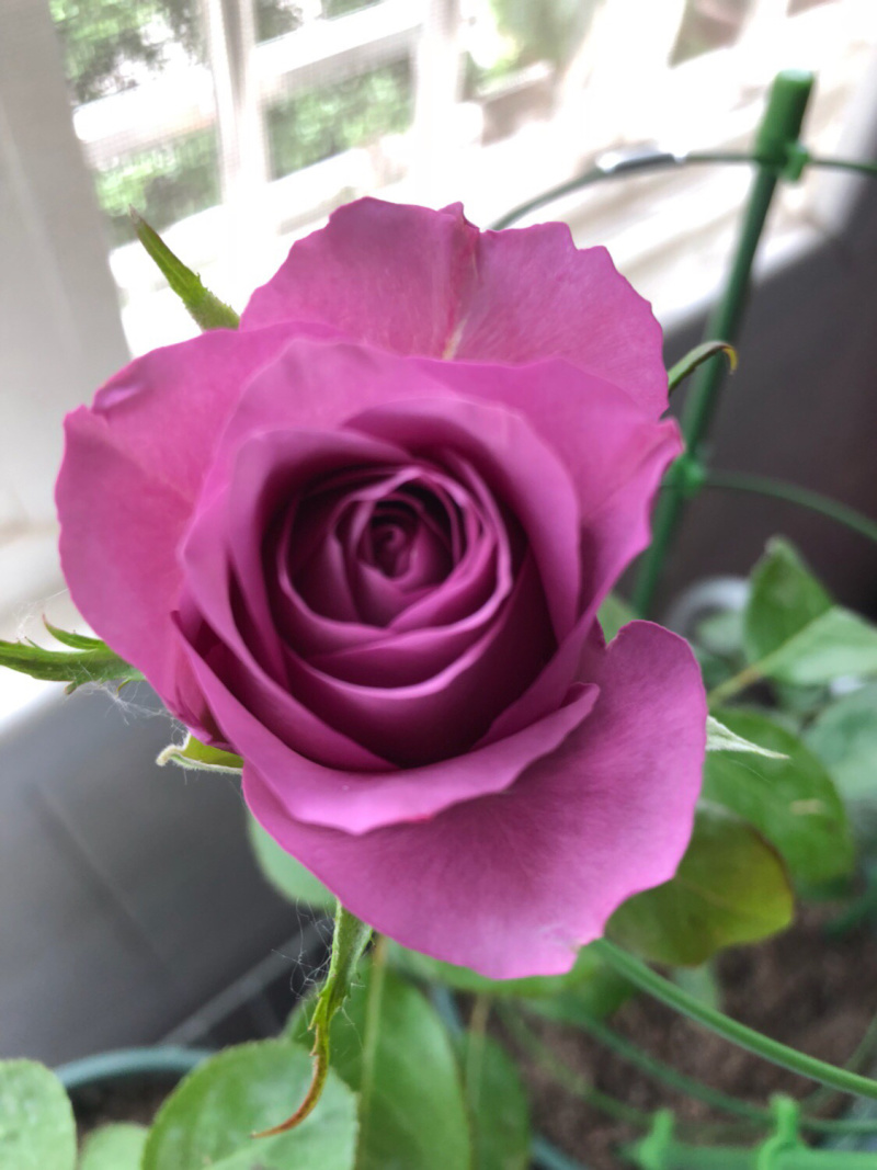 玫瑰花苗海洋之歌紫色切花玫瑰苗