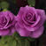 玫瑰花苗海洋之歌紫色切花玫瑰苗