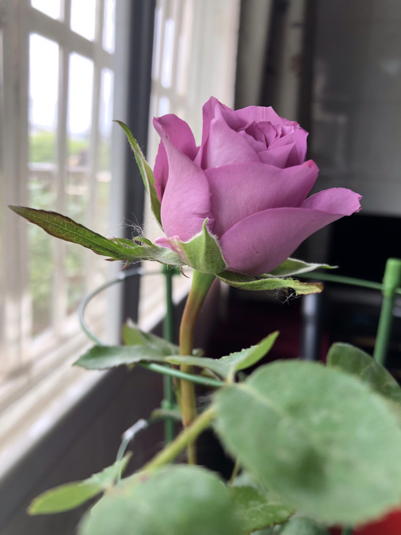 玫瑰花苗海洋之歌紫色切花玫瑰苗