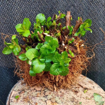 云南3-5年无尽夏老桩绣球大苗八仙花苗四季开花绣球老桩苗